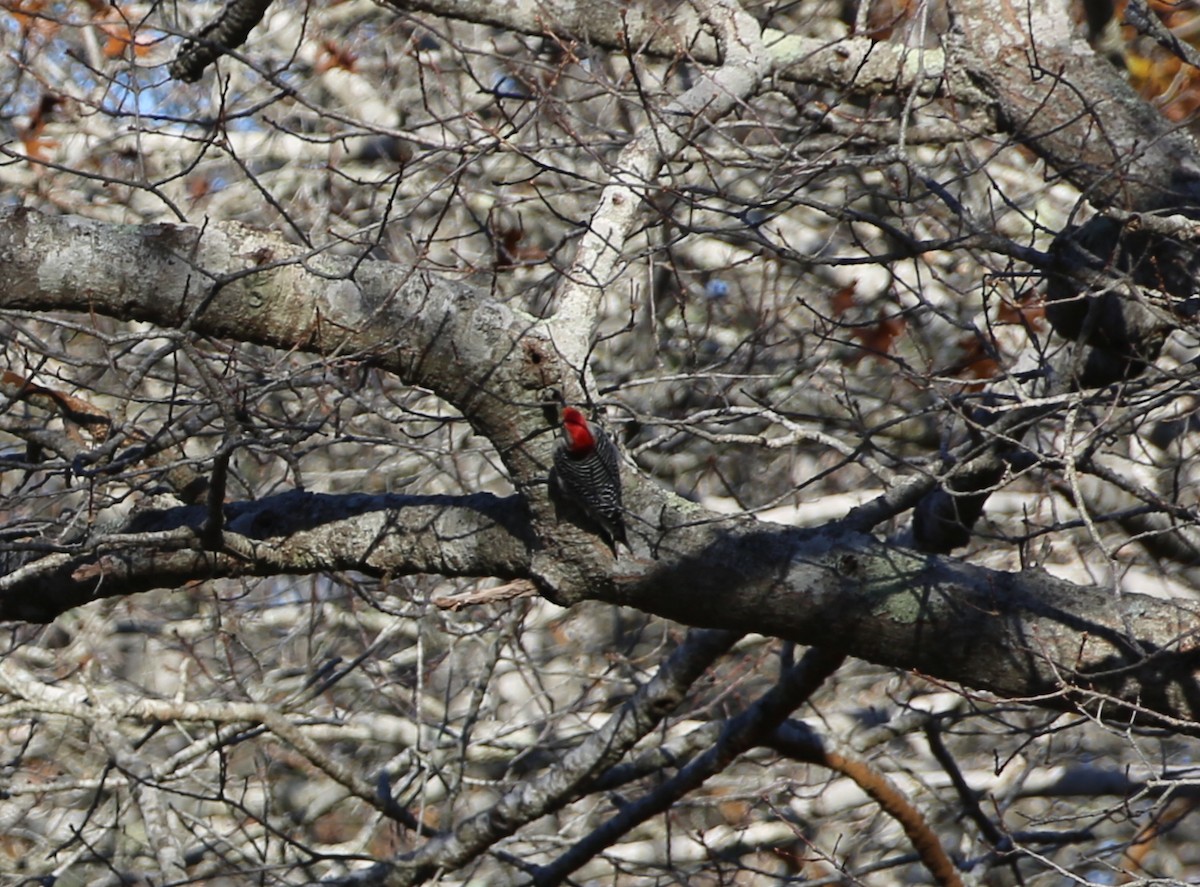 Red-bellied Woodpecker - ML123099321