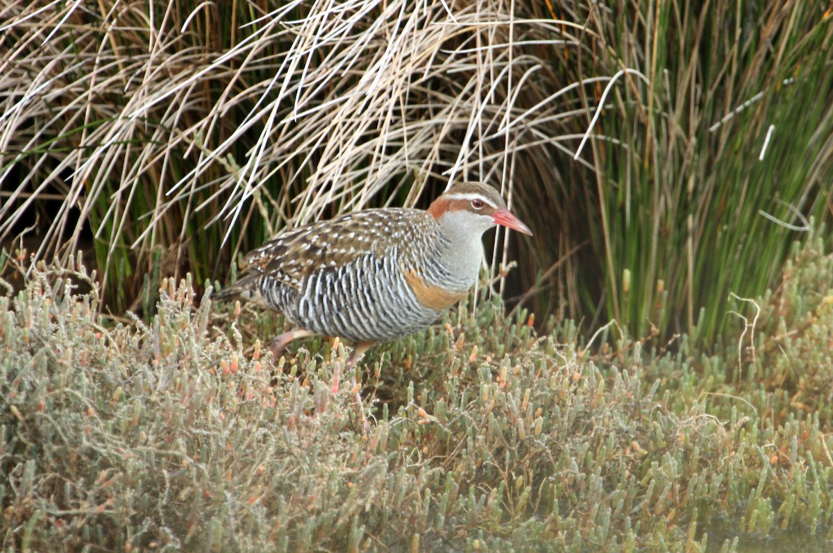 Buff-banded Rail - ML123101111