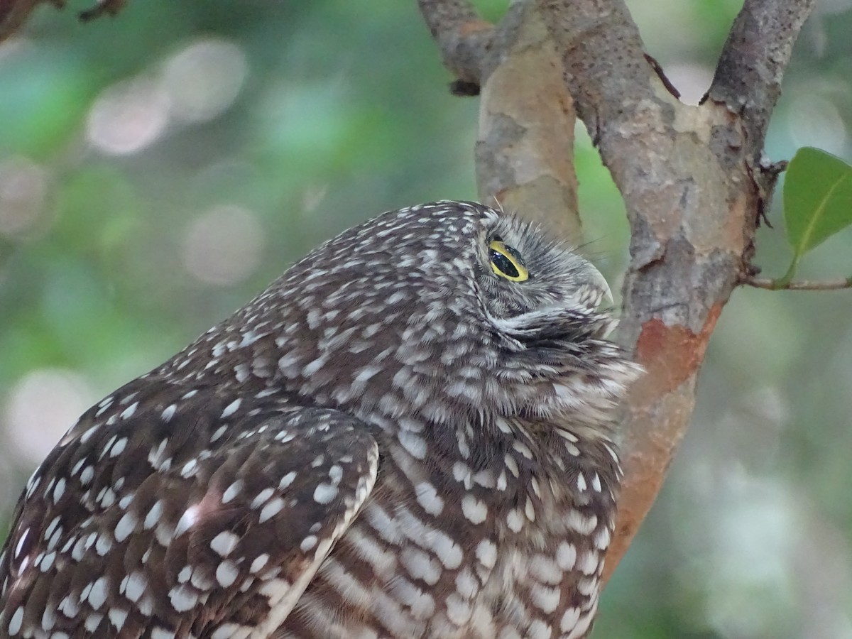 Burrowing Owl - ML123101411