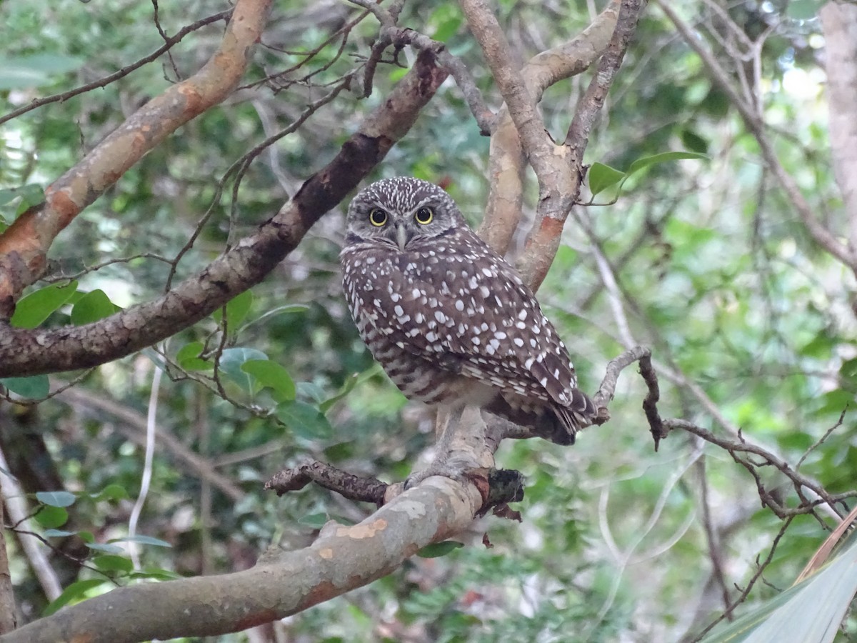 Burrowing Owl - ML123101461