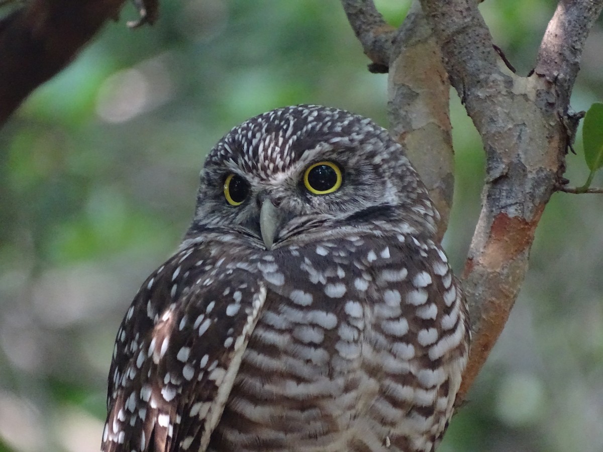 Burrowing Owl - ML123101471