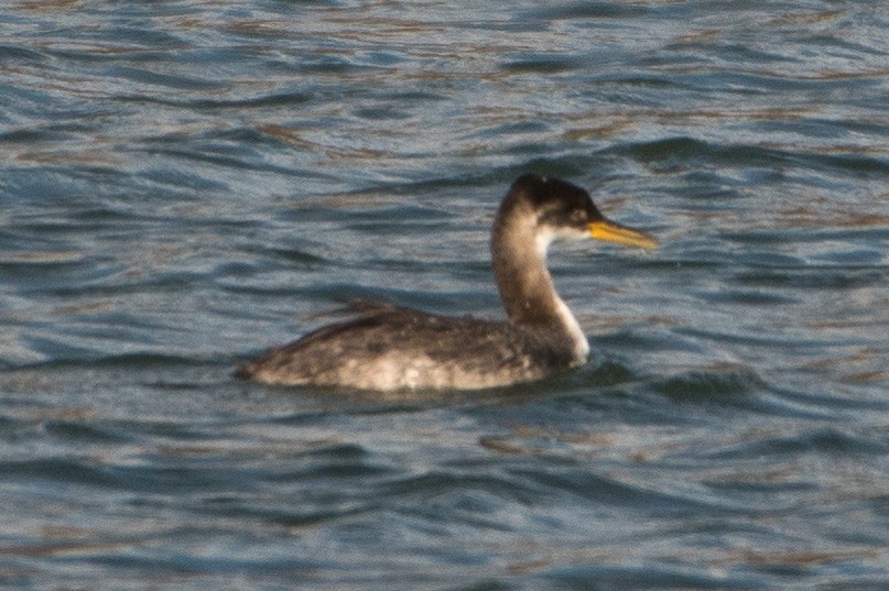 Red-necked Grebe - ML123103821