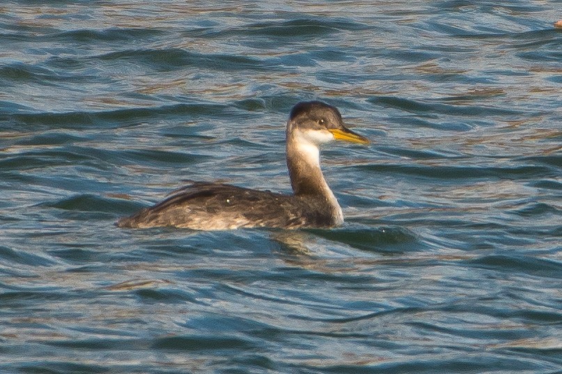 Red-necked Grebe - ML123103831