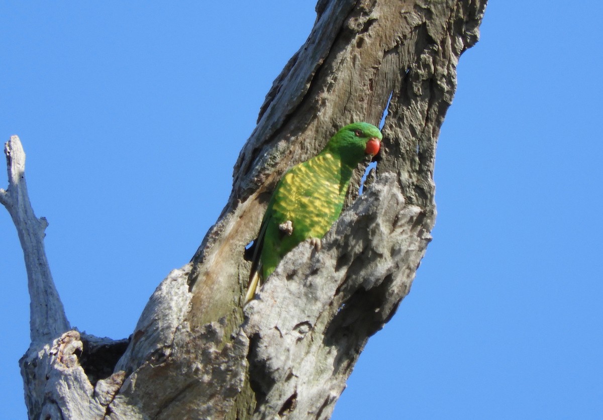 Scaly-breasted Lorikeet - ML123105231