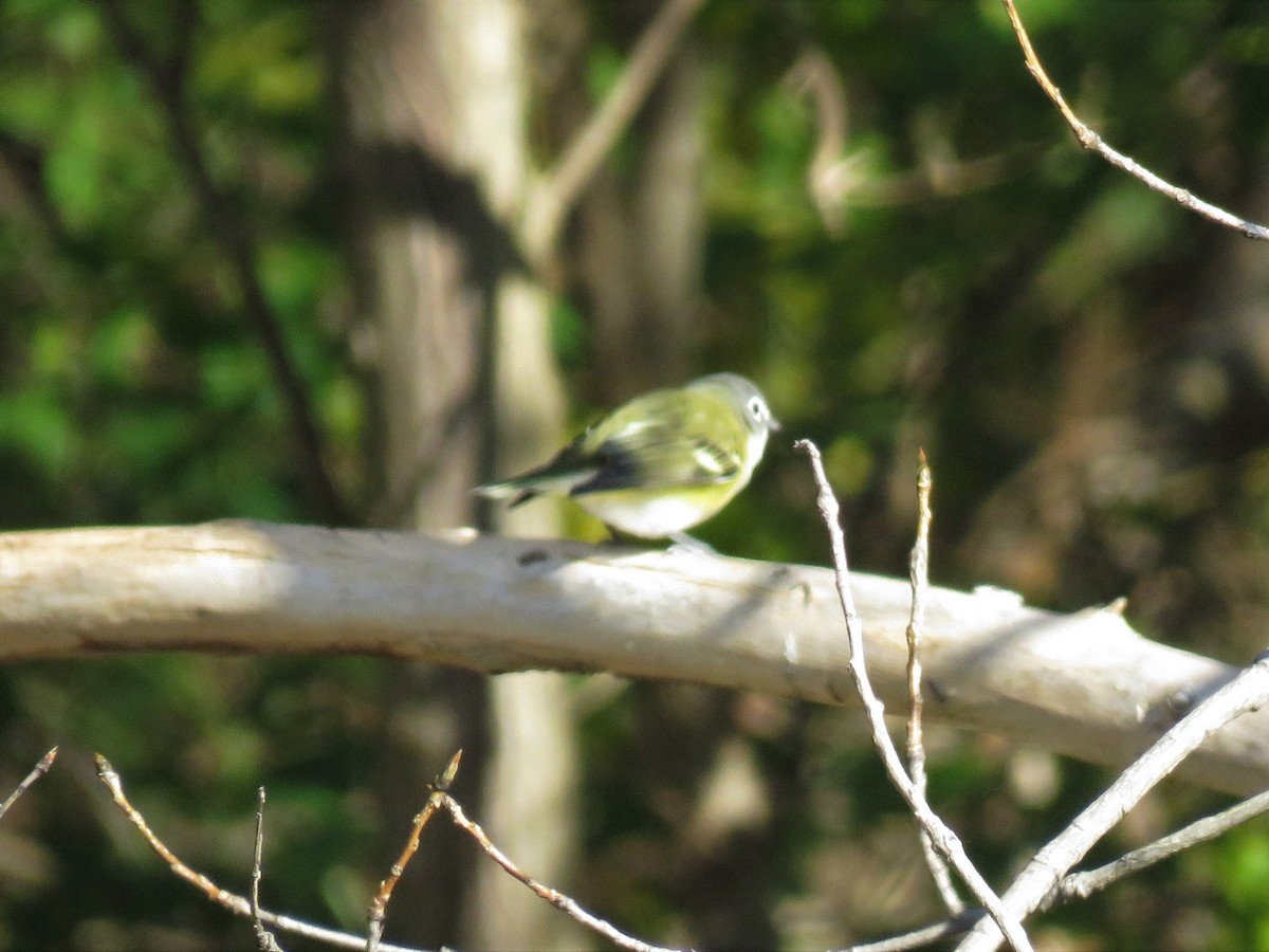 Blue-headed Vireo - ML123105361