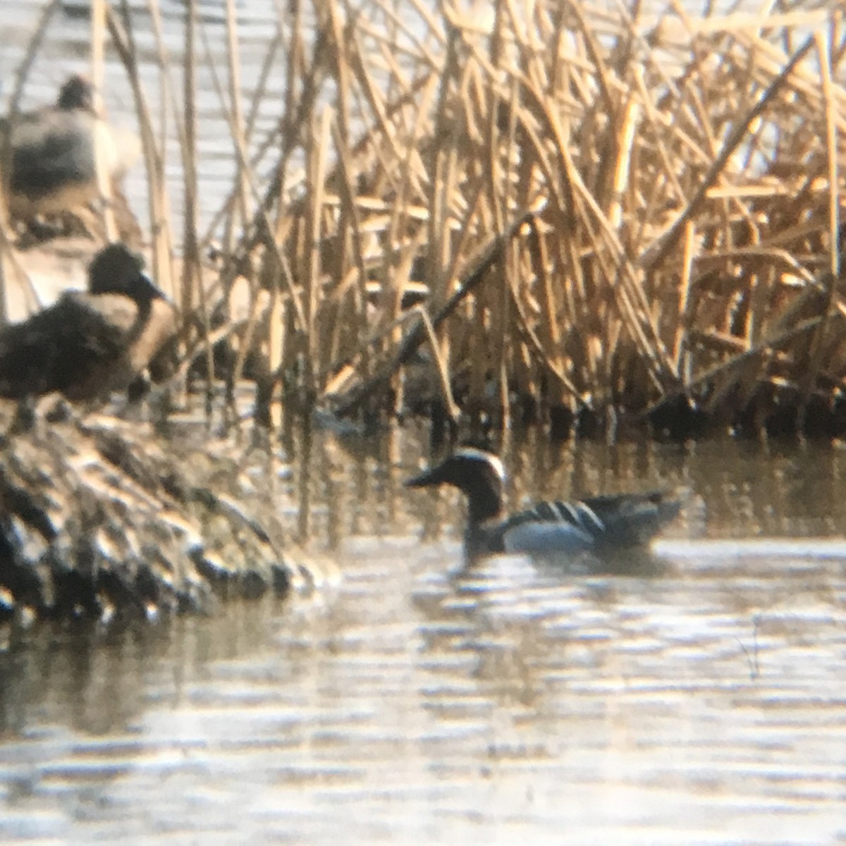 Garganey - ML123107271