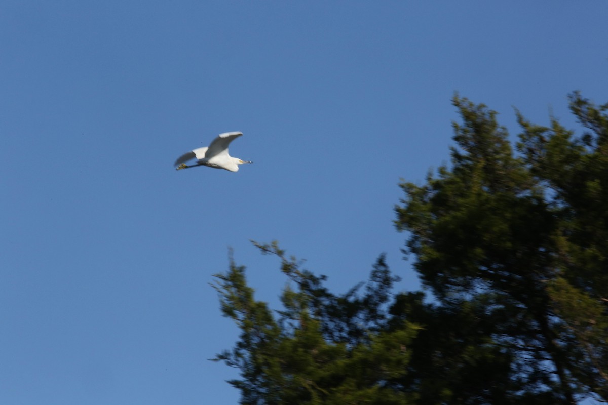 Snowy Egret - ML123108351