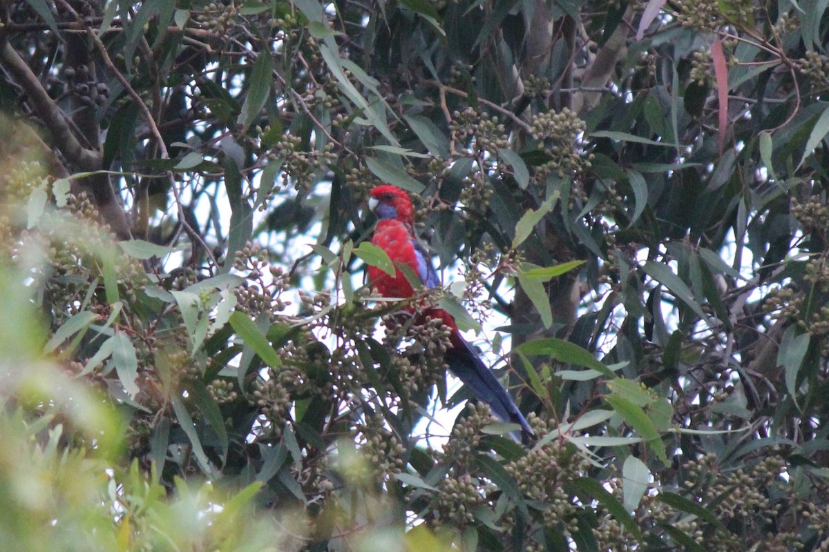 Crimson Rosella - Ryan Leys