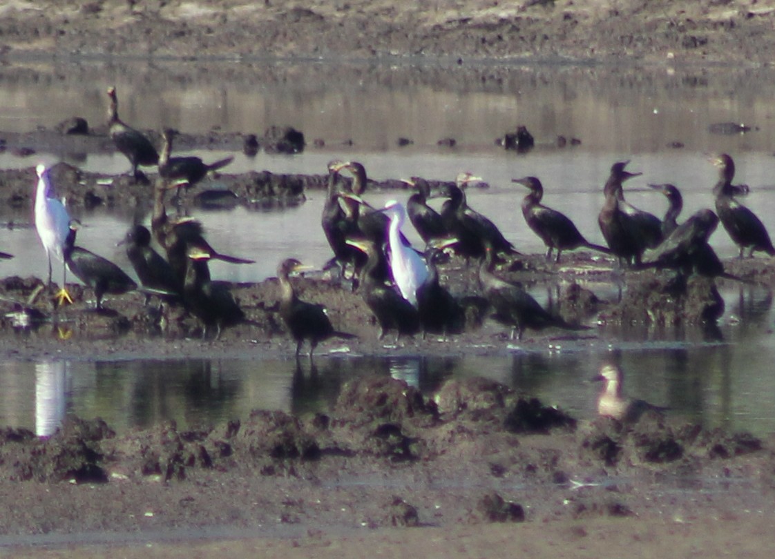 Neotropic Cormorant - Mario Trejo