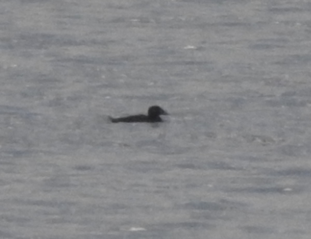 Surf Scoter - ML123111941