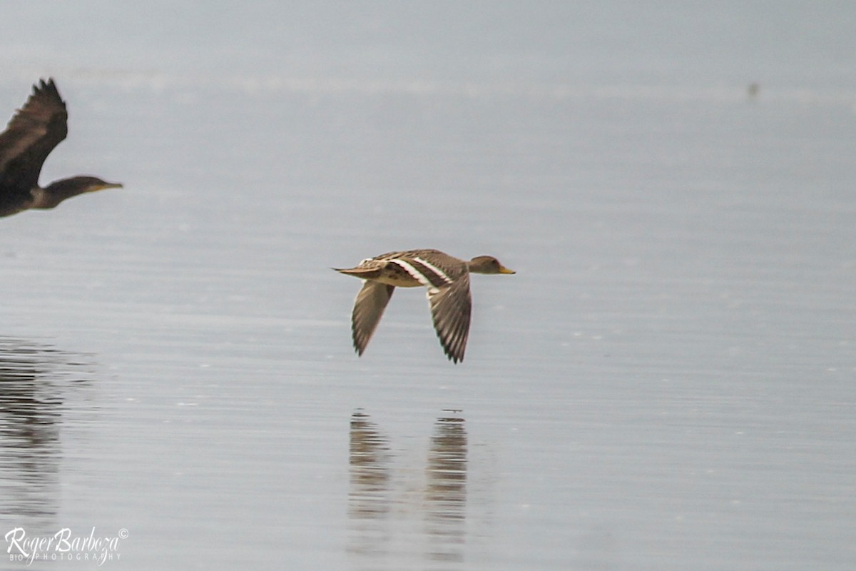 Yellow-billed Pintail - Roger Barboza Castro