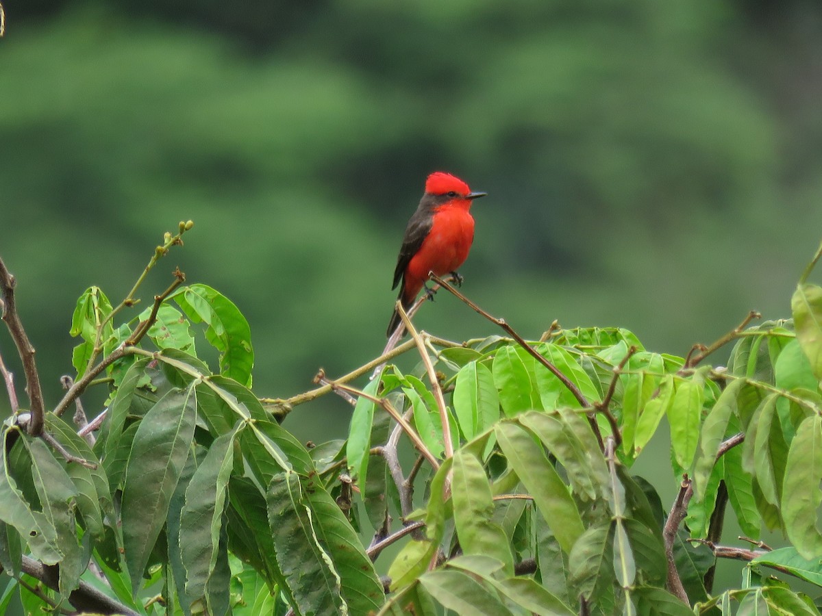 Vermilion Flycatcher - ML123113831