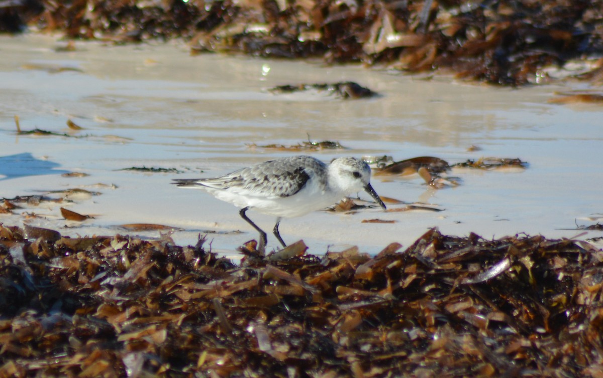 Bécasseau sanderling - ML123114351