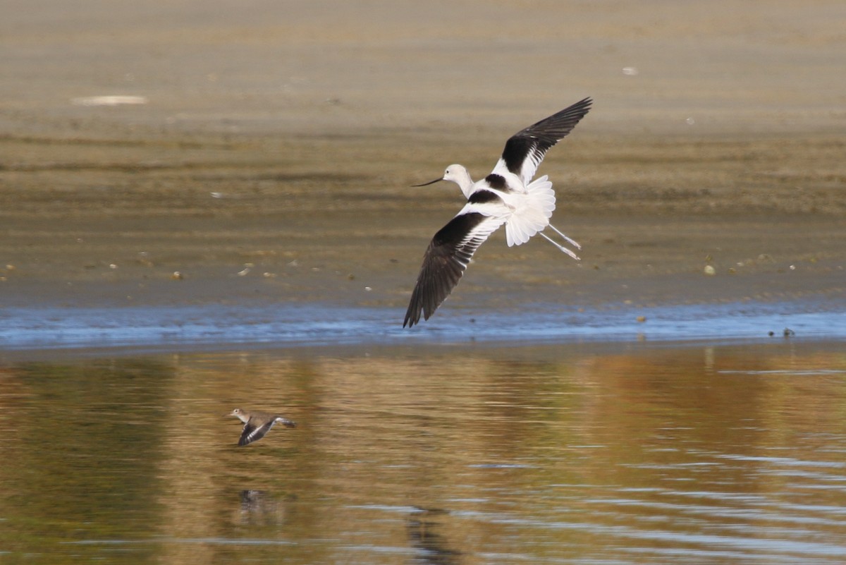 Avocette d'Amérique - ML123115291