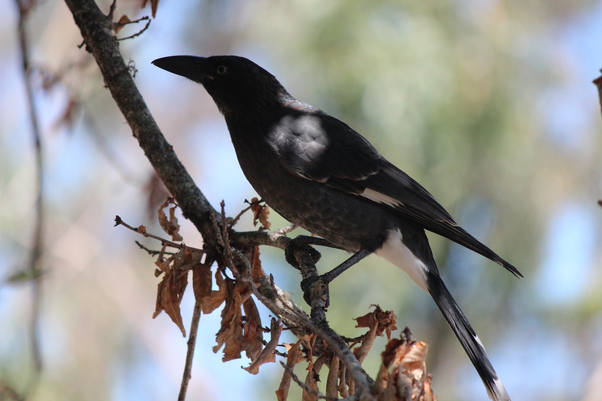 Gray Currawong - ML123116141