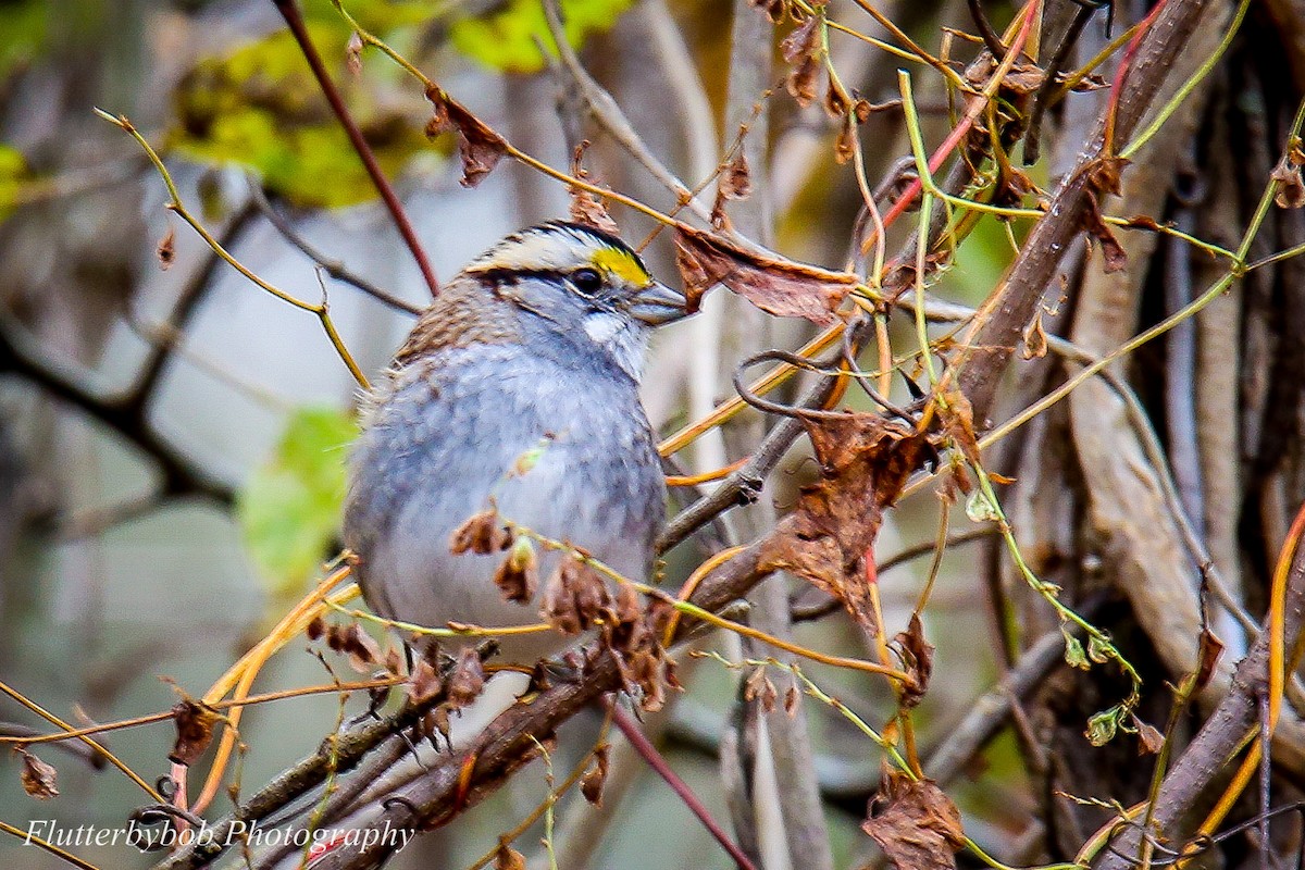 White-throated Sparrow - ML123116811
