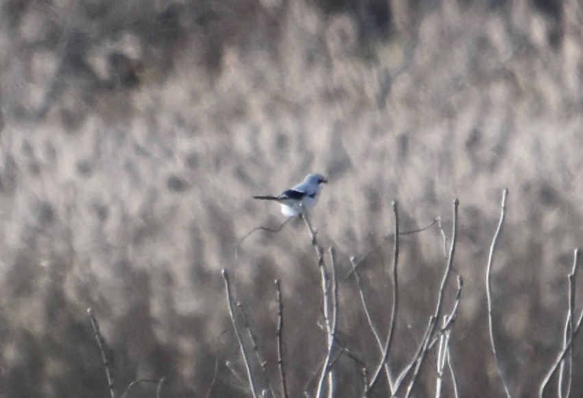 Northern Shrike - Patricia Zucco