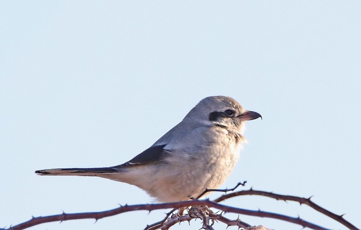 Northern Shrike - ML123119681