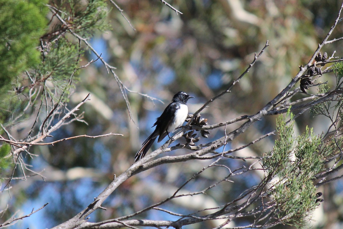 Willie-wagtail - ML123120621