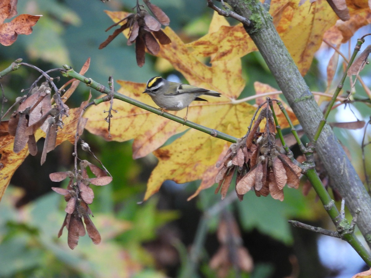 Golden-crowned Kinglet - ML123122331