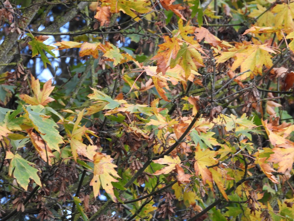 Townsend's Warbler - ML123122481