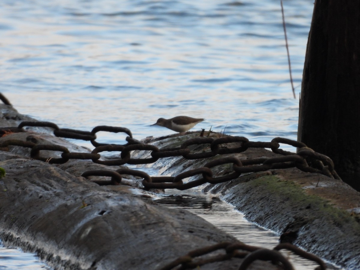 Spotted Sandpiper - ML123122641