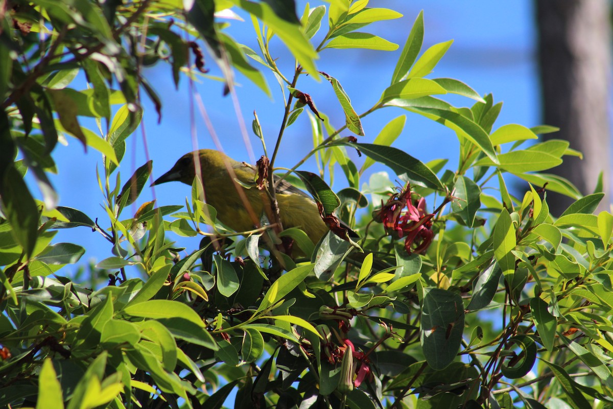 Bahama Oriole - ML123123611