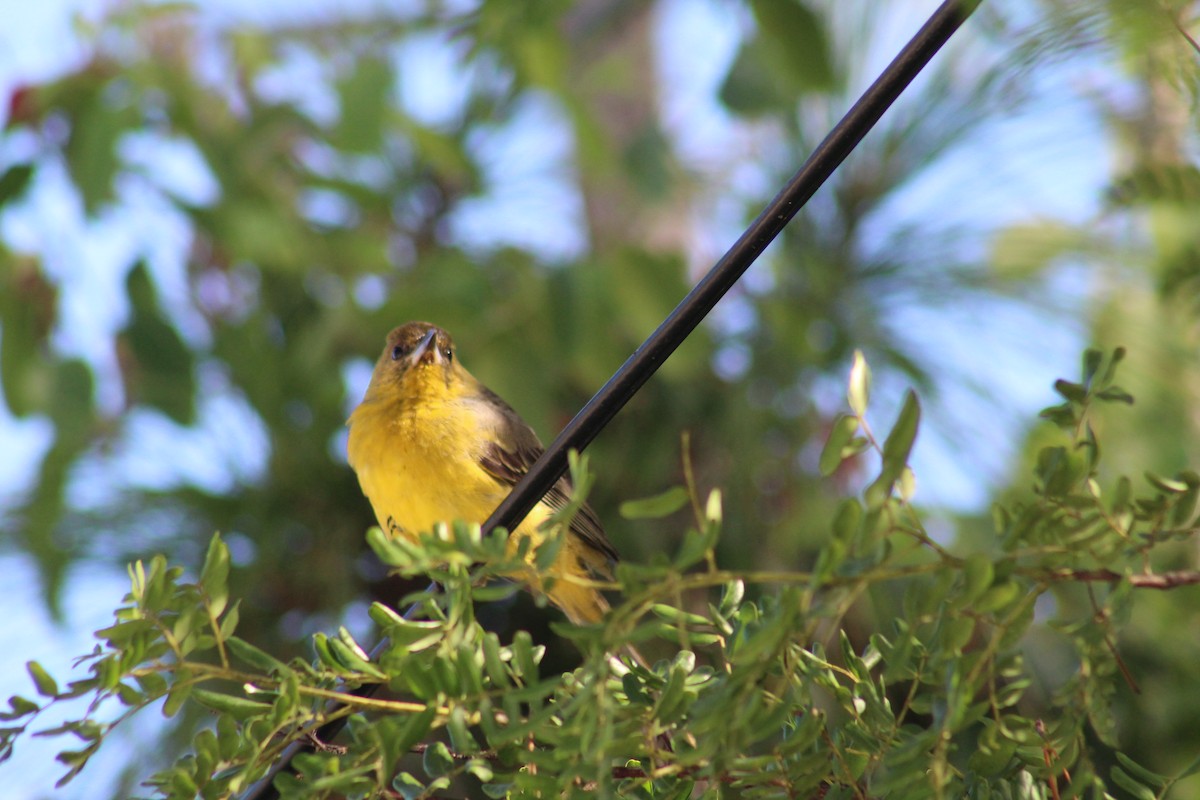 Bahama Oriole - ML123123631
