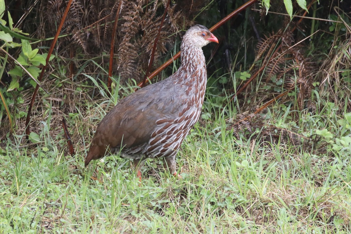 Jackson's Spurfowl - ML123123651