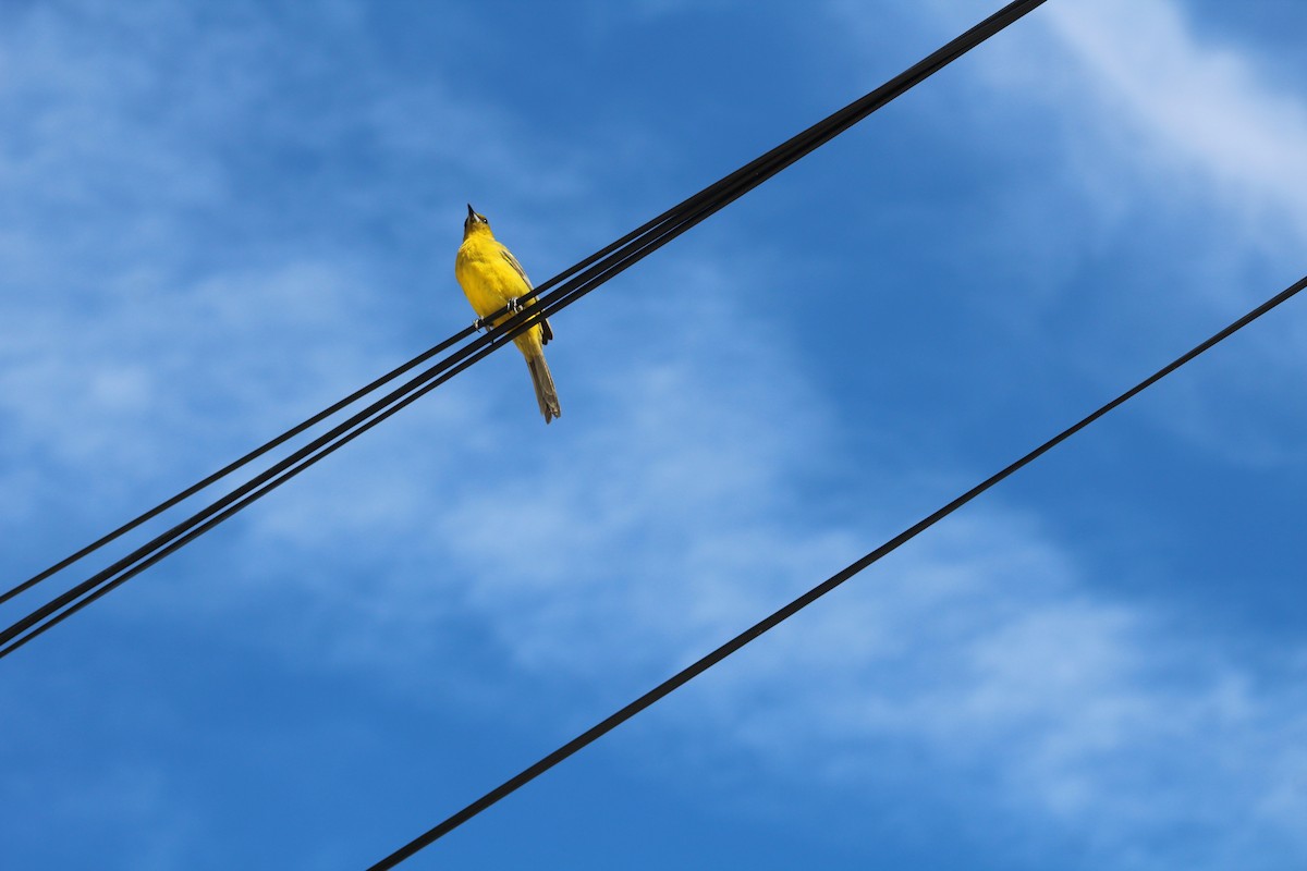 Oriole des Bahamas - ML123123871