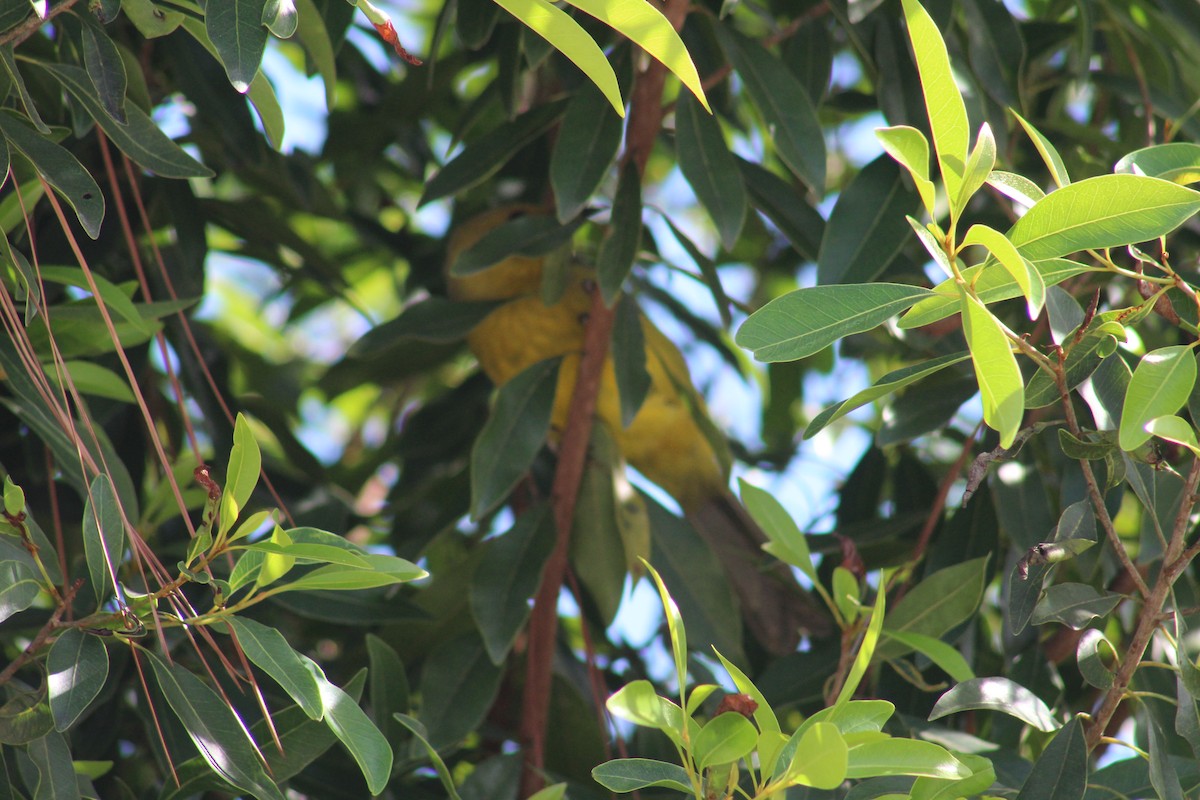 Bahama Oriole - ML123123921