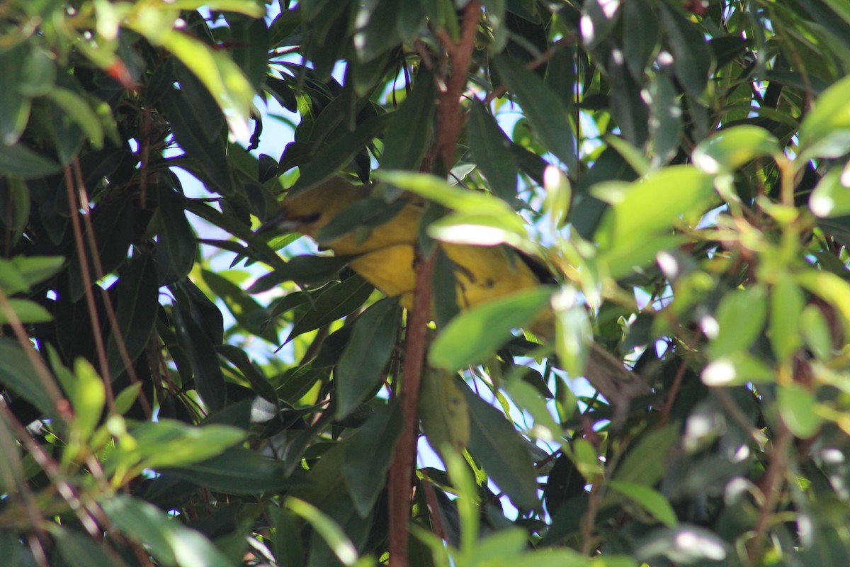 Bahama Oriole - ML123123931