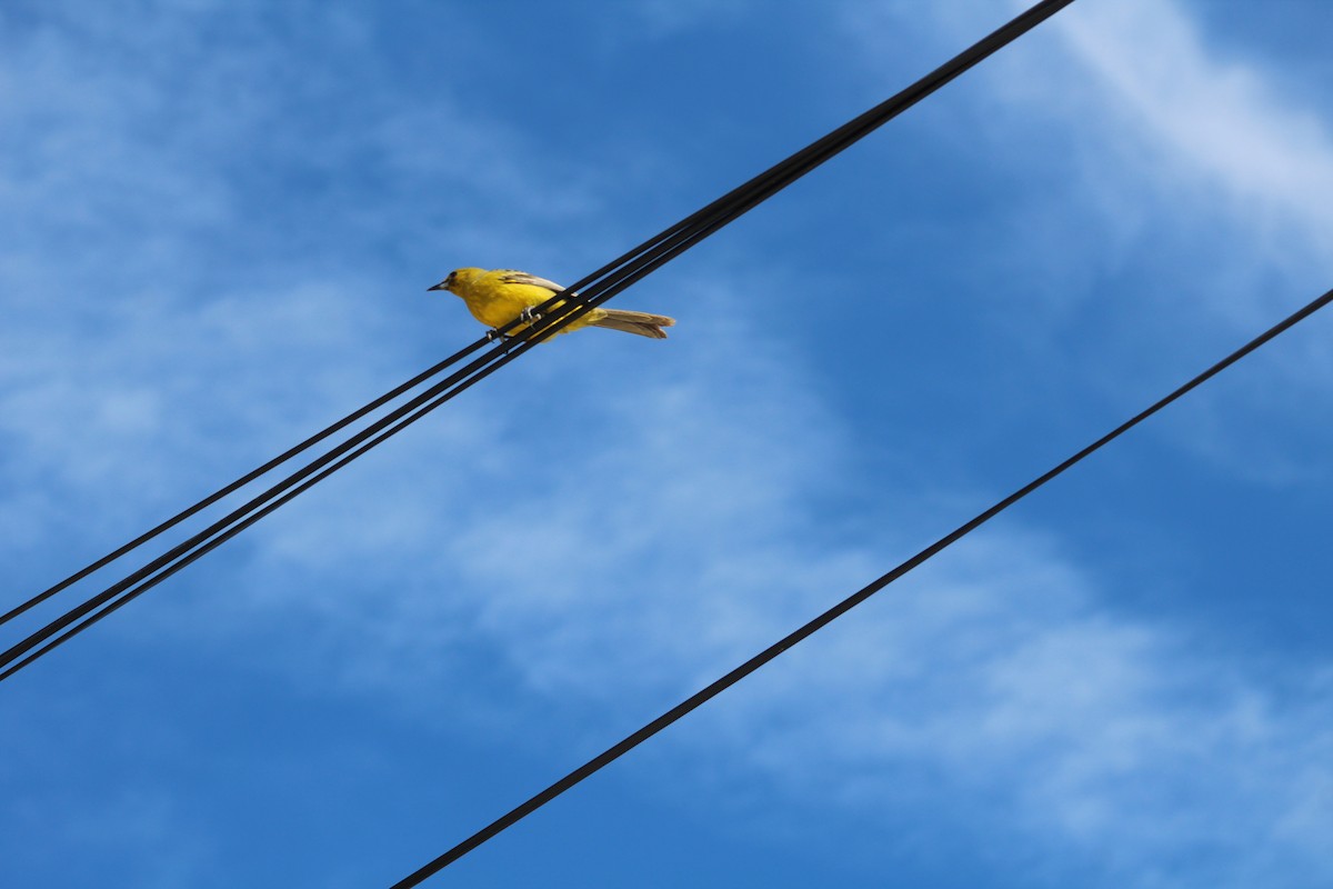 Bahama Oriole - ML123124451