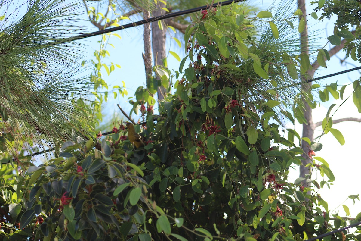 Bahama Oriole - ML123124571