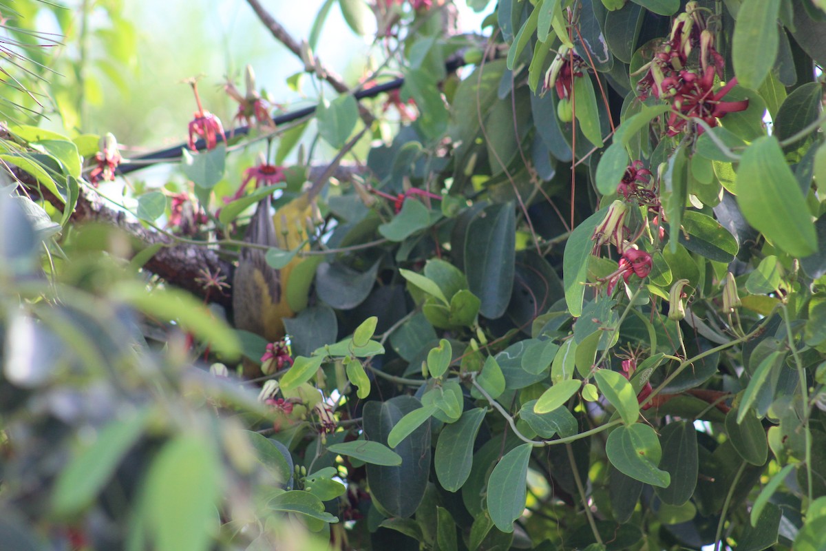 Bahama Oriole - ML123124671