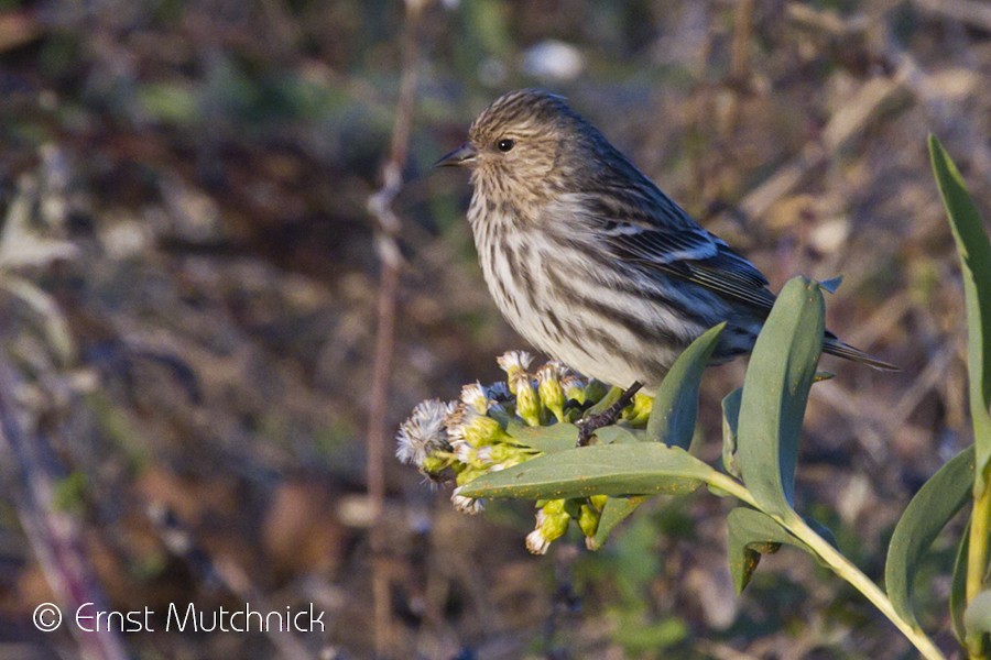 Pine Siskin - ML123126621
