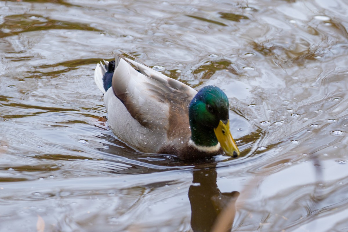 Canard colvert - ML123129191