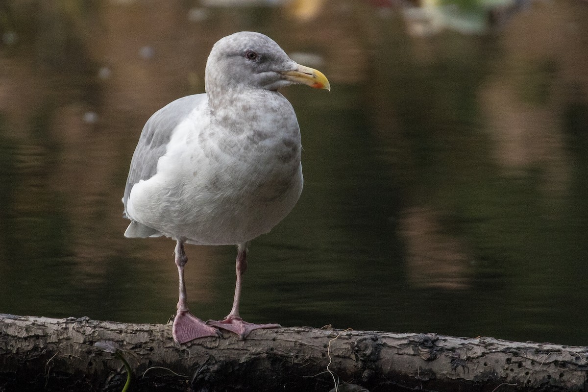 Glaucous-winged Gull - ML123129781