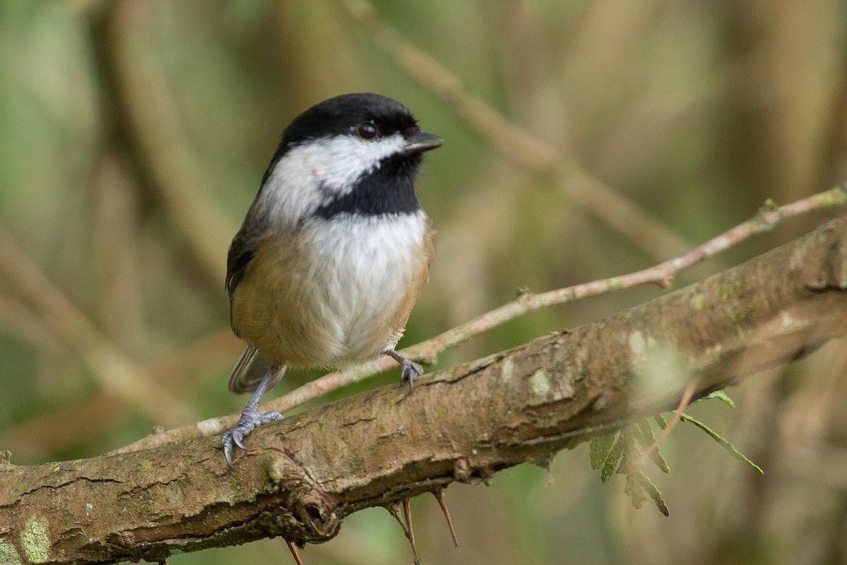 Black-capped Chickadee - ML123130011