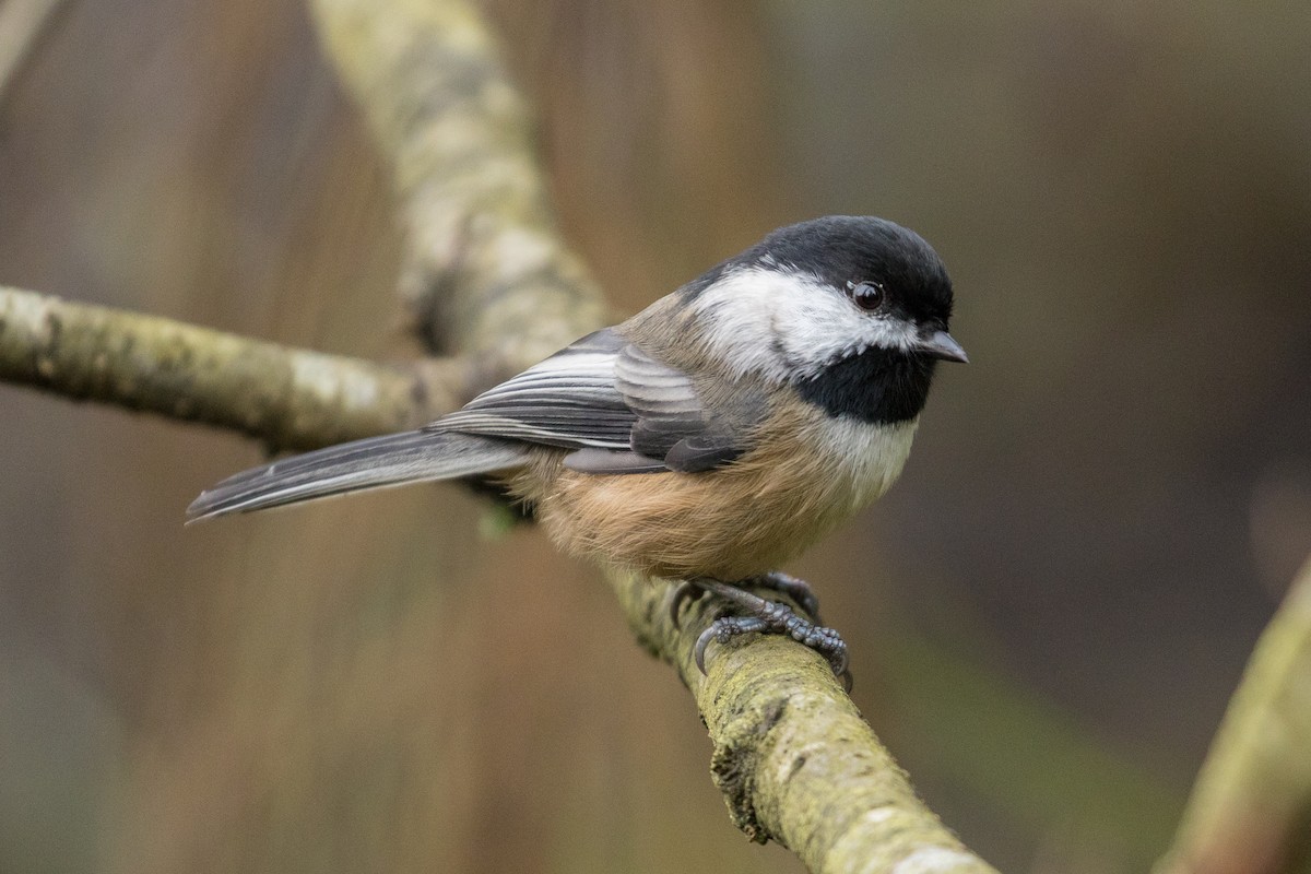 Black-capped Chickadee - ML123130021