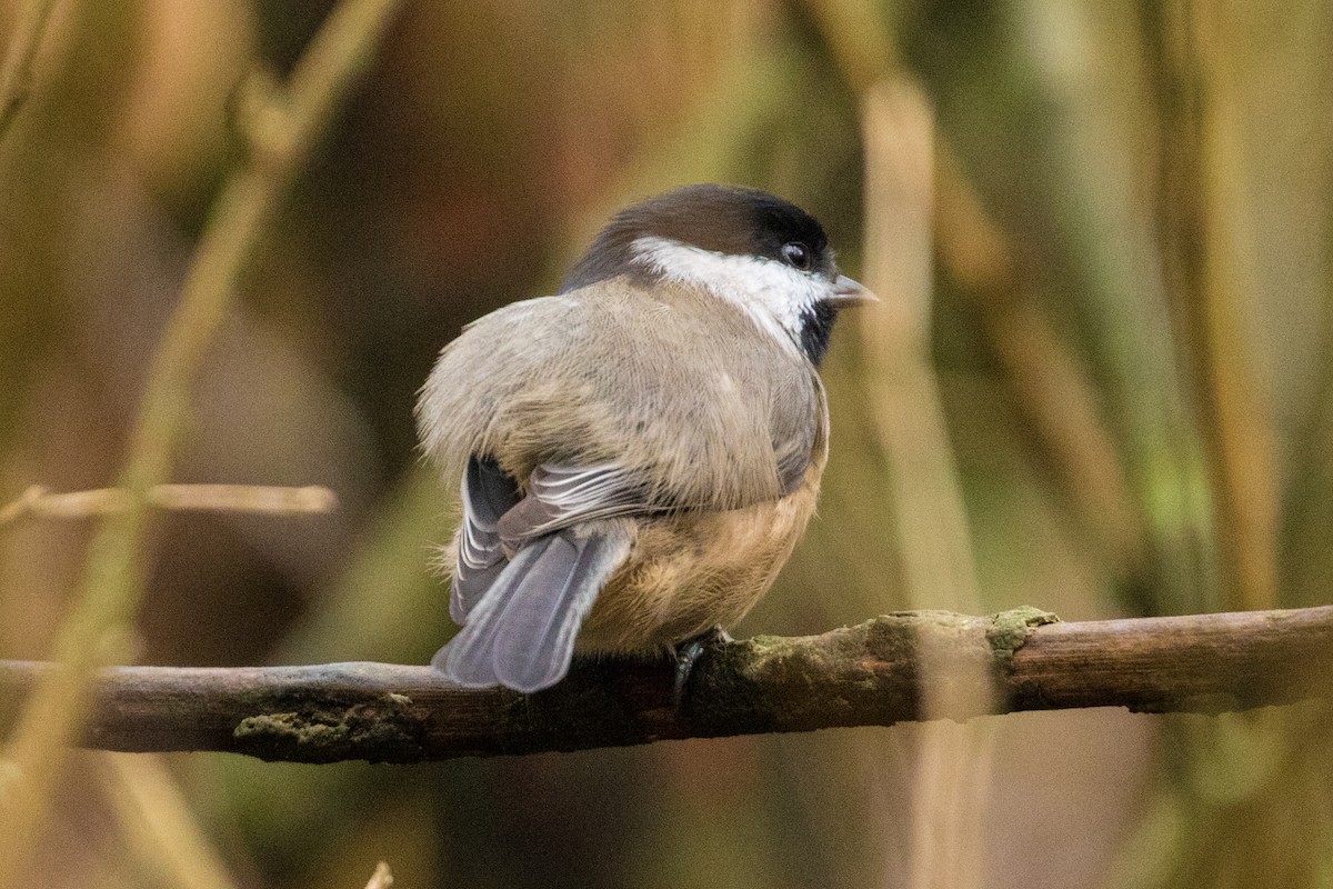 Black-capped Chickadee - ML123130031