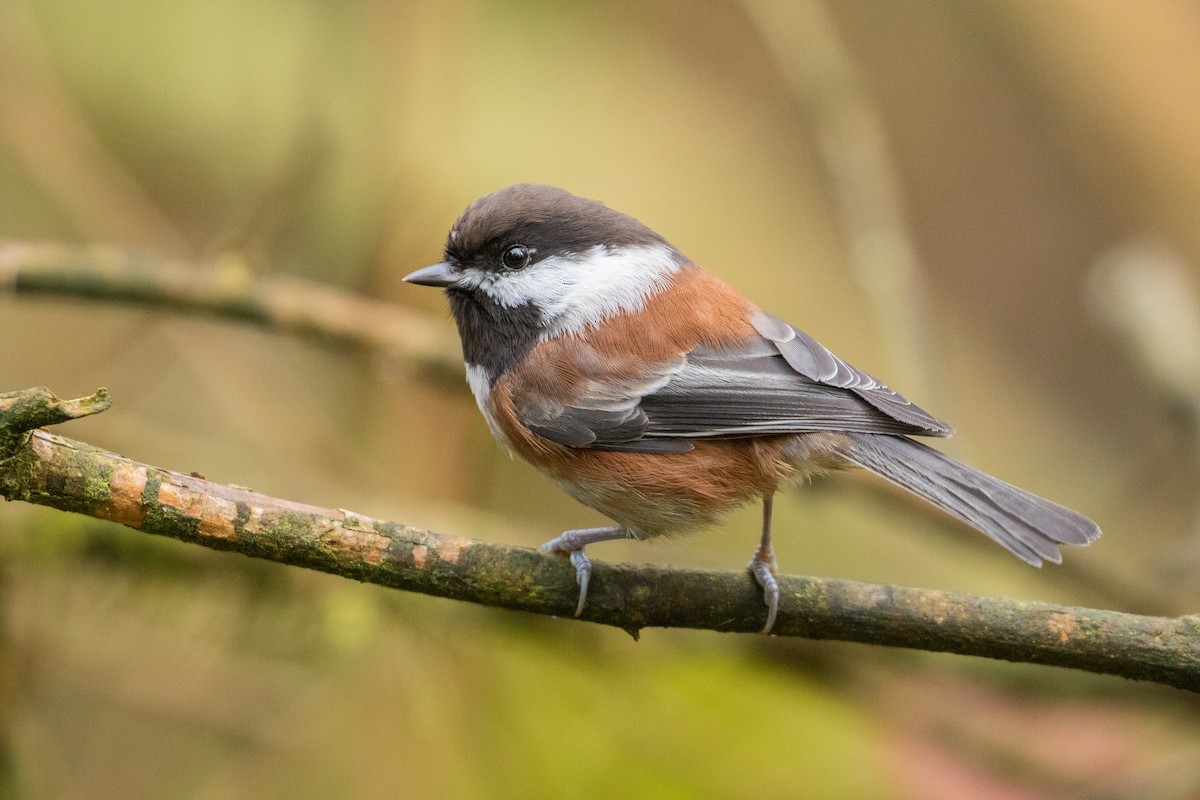 Chestnut-backed Chickadee - John Reynolds