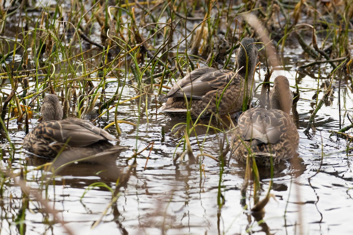 Mallard - ML123130191