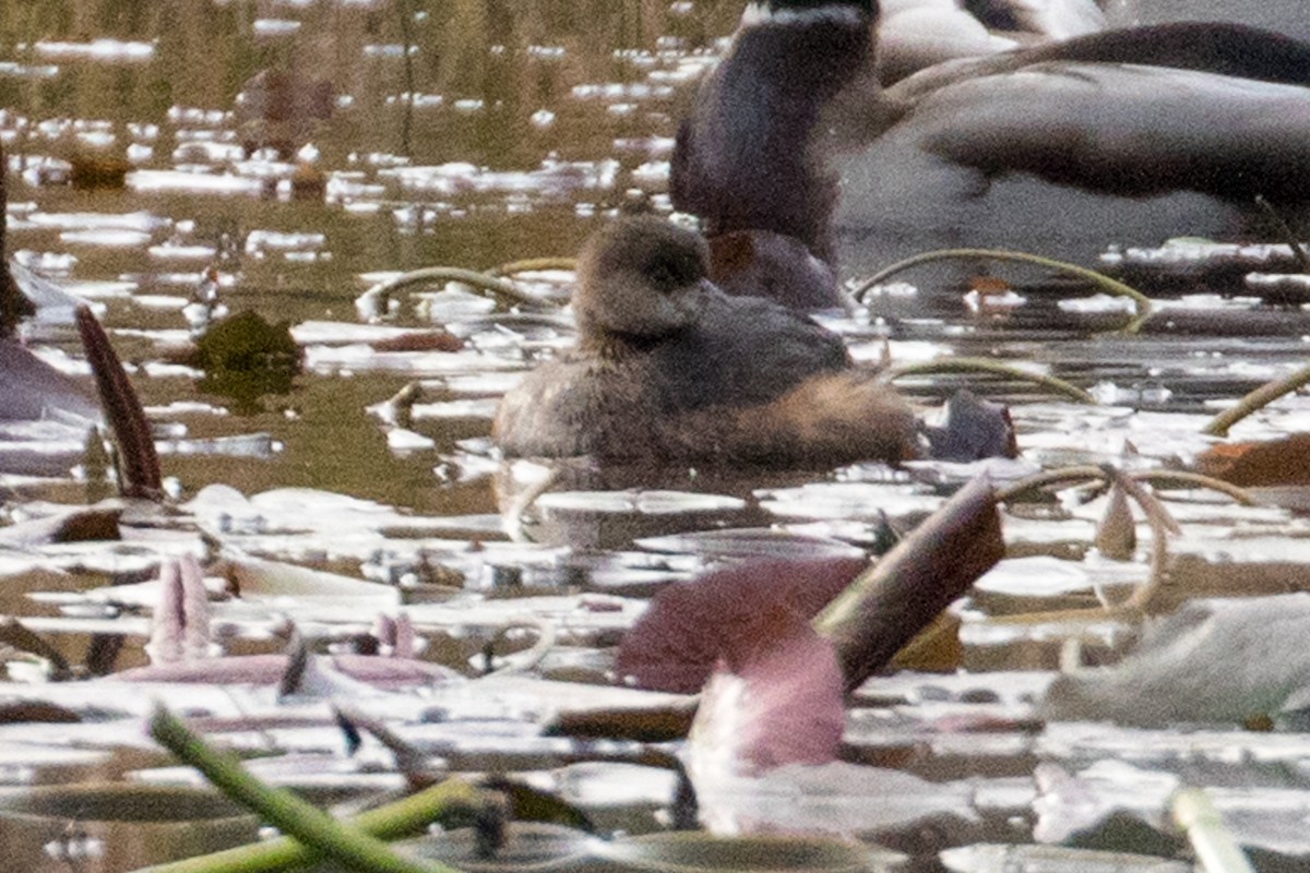 Pied-billed Grebe - ML123130211