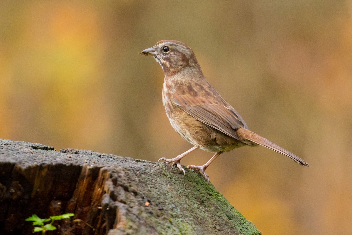 Song Sparrow - ML123130331