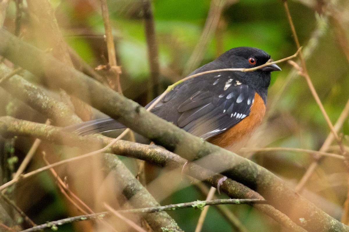 Spotted Towhee - ML123130351