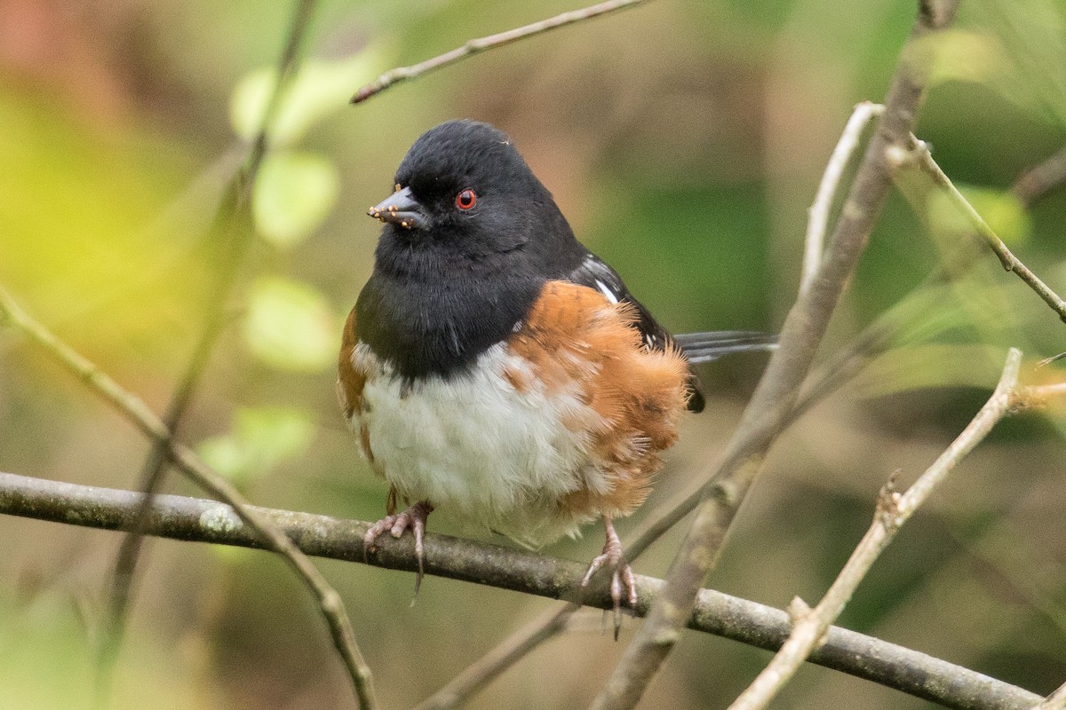 Spotted Towhee - John Reynolds