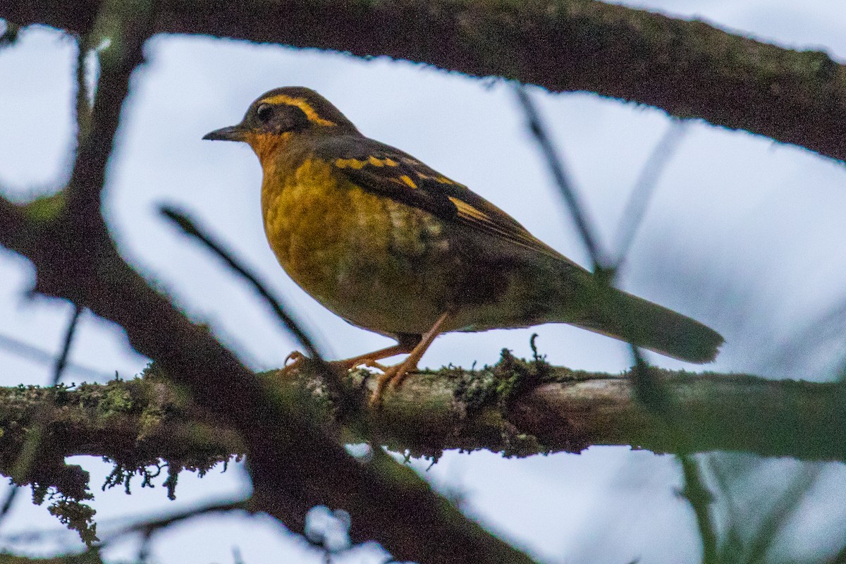 Varied Thrush - ML123130431