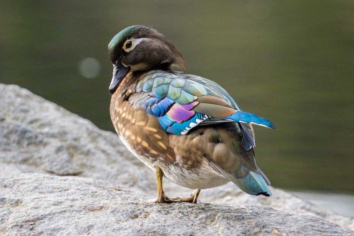 Wood Duck - ML123130481