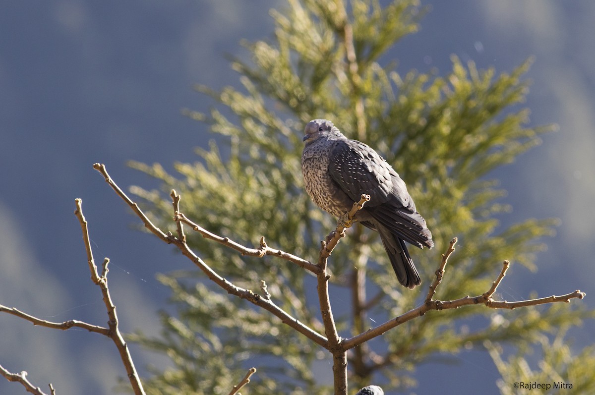 Speckled Wood-Pigeon - ML123131091